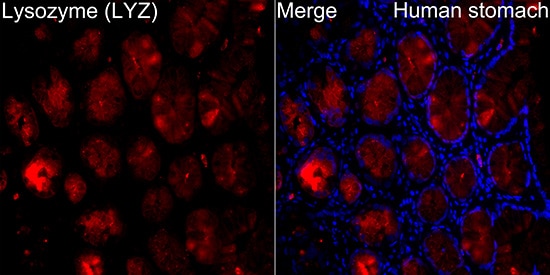 Lysozyme Antibody (2Y5E4)