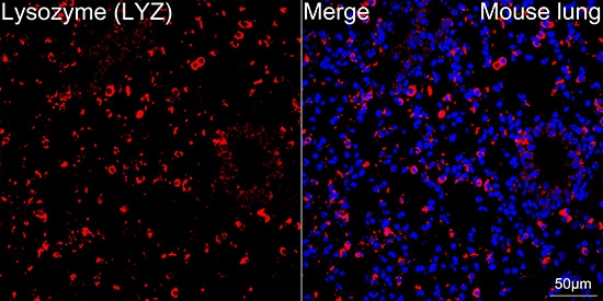 Lysozyme Antibody (2Y5E4)