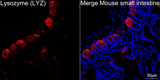Lysozyme Antibody (2Y5E4)