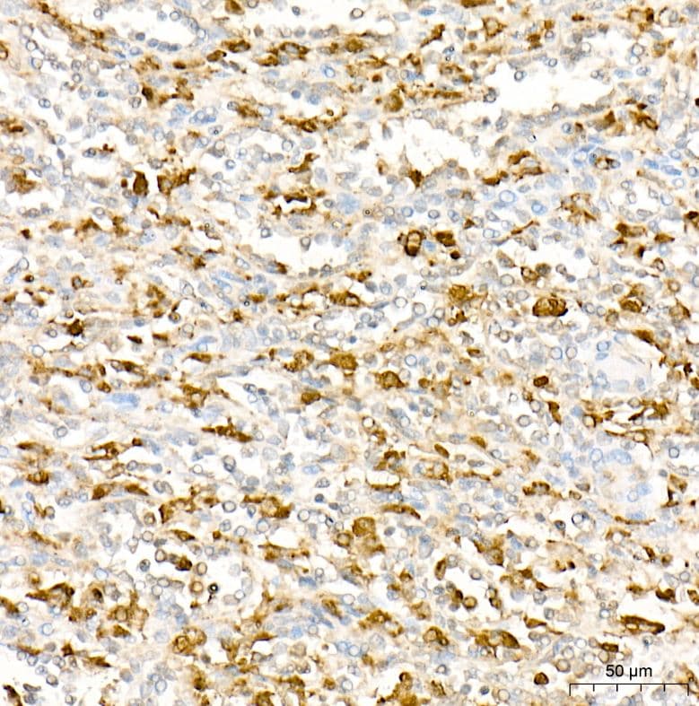 Lysozyme Antibody (ARQ4974)