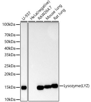Lysozyme Antibody (ARQ4974)