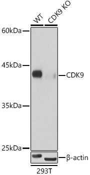 Cdk9 Antibody (1C4E3)