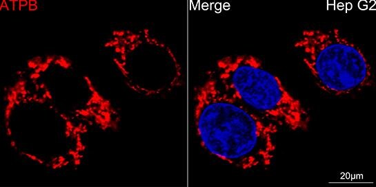 ATPB Antibody (9A1O2)