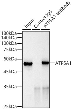 ATP5A Antibody (6M3B8)