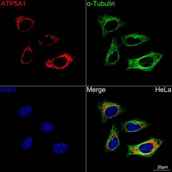 ATP5A Antibody (6M3B8)