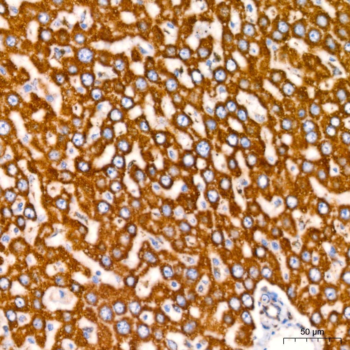 ATP5A Antibody (6M3B8)
