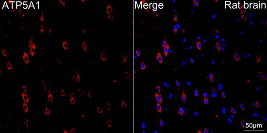 ATP5A Antibody (6M3B8)