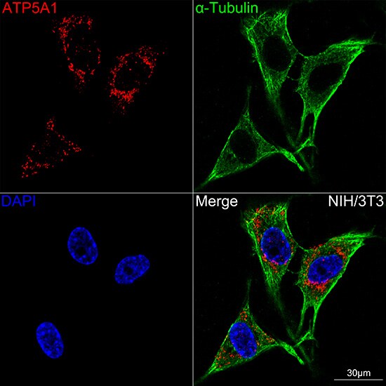 ATP5A Antibody (6M3B8)