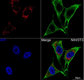 ATP5A Antibody (6M3B8)