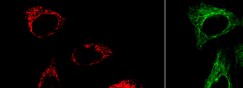 ATP5A Antibody (6M3B8)