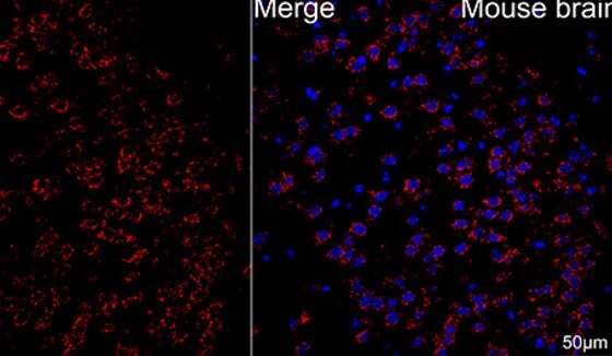 ATP5A Antibody (6M3B8)