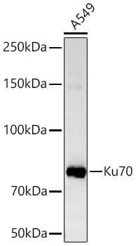 Ku70/XRCC6 Antibody (8L6B6)