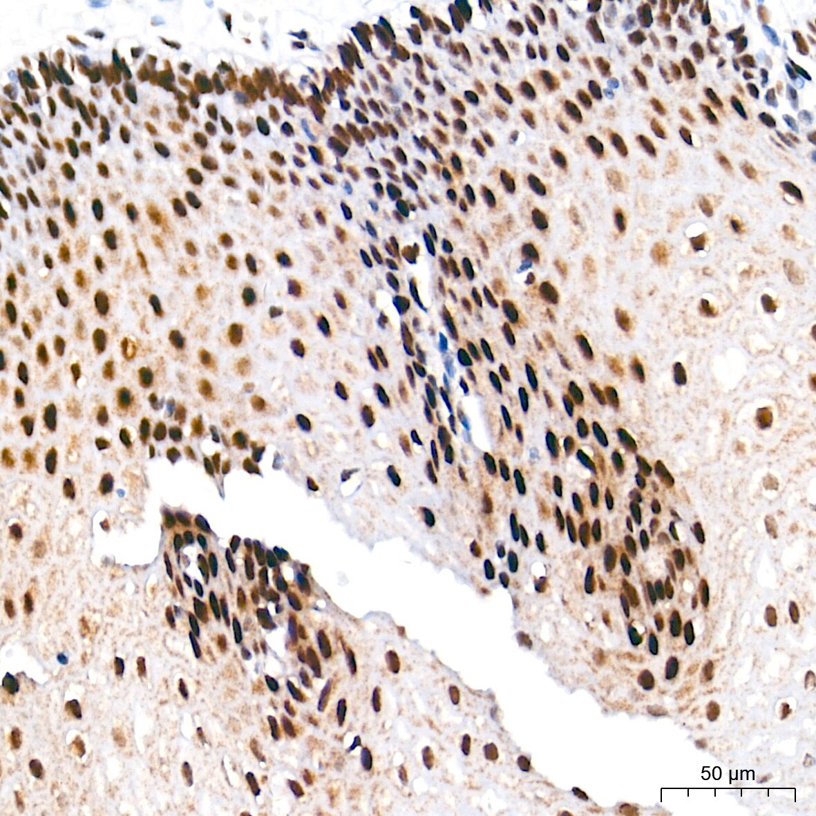 Ku70/XRCC6 Antibody (8L6B6)
