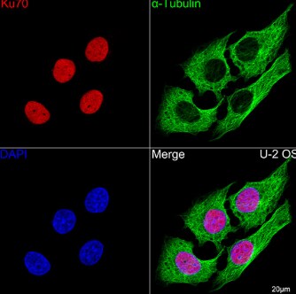 Ku70/XRCC6 Antibody (8L6B6)