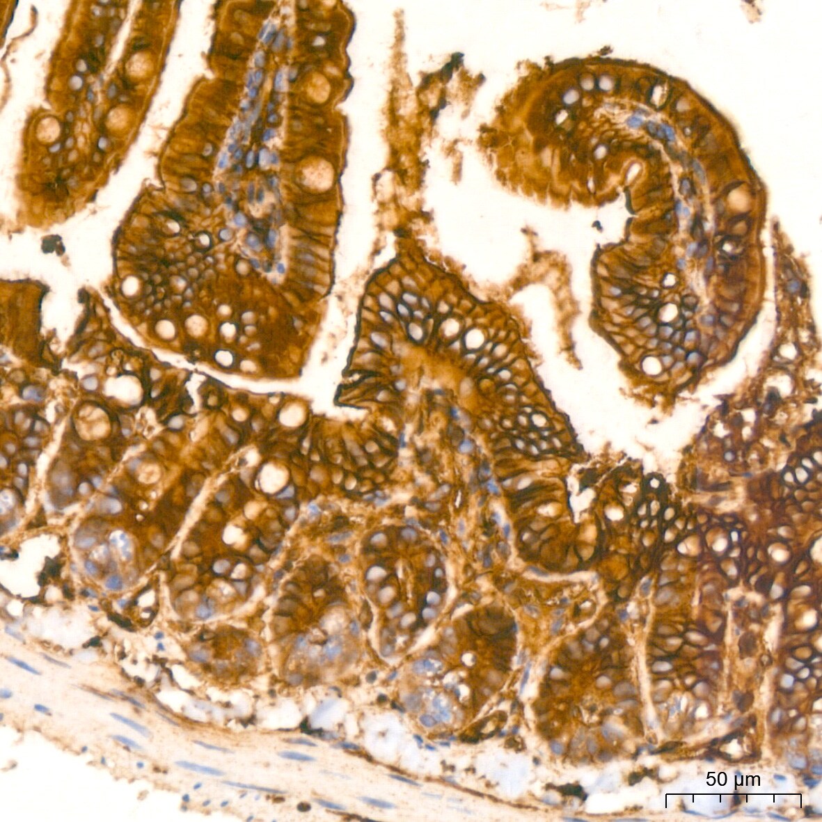 Annexin A2 Antibody (1W2B5)