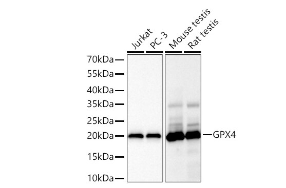 Glutathione Peroxidase 4/GPX4 Antibody (7O4Q9)