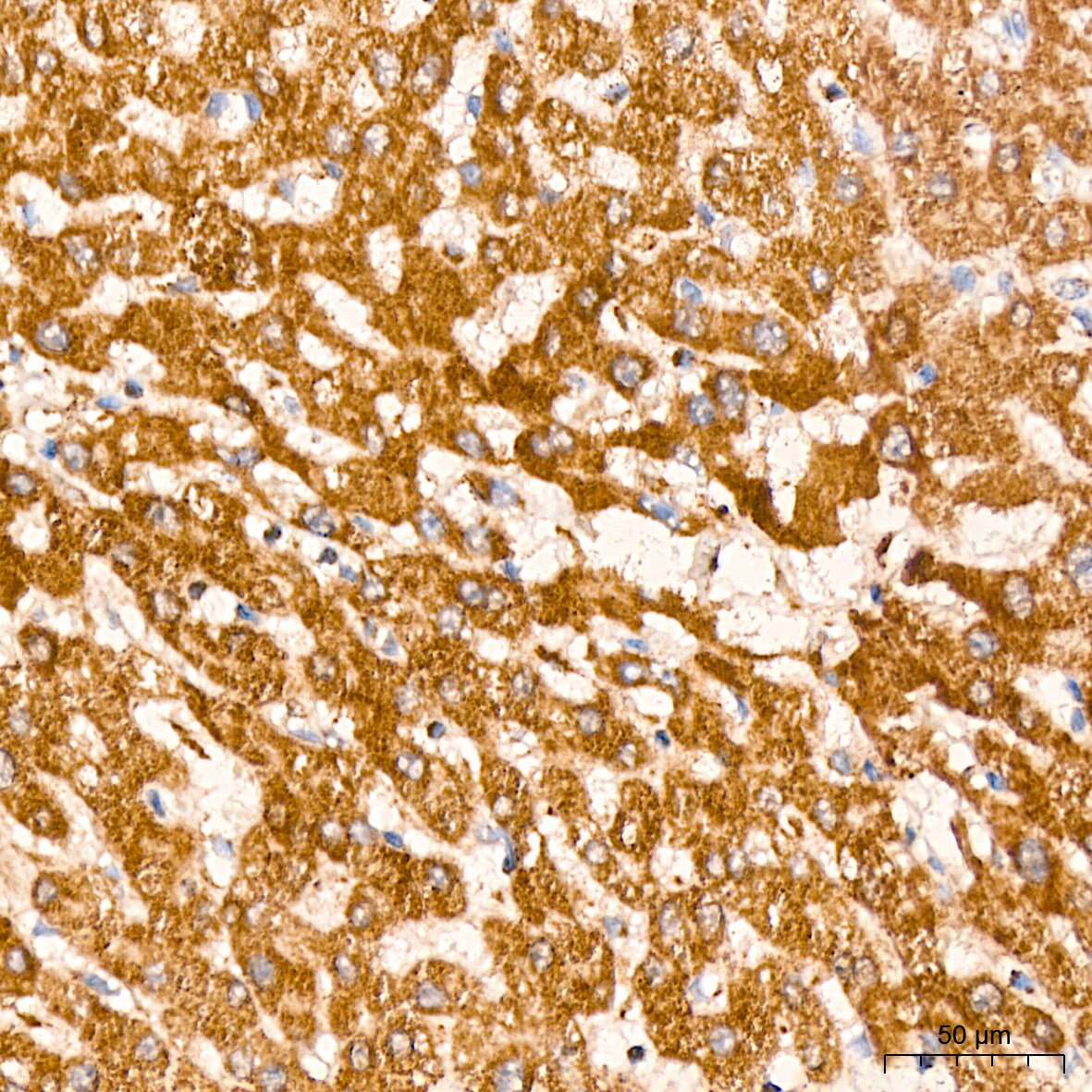 HABP1/C1QBP/GC1q R Antibody (6N7U3)