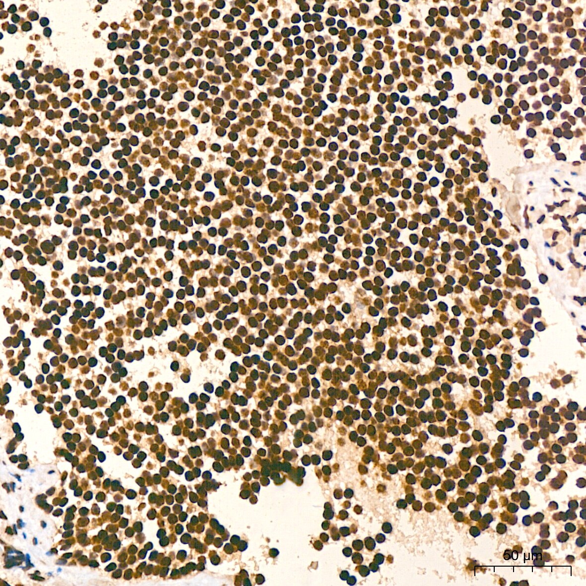 Histone H2AX Antibody (4Z3S8)