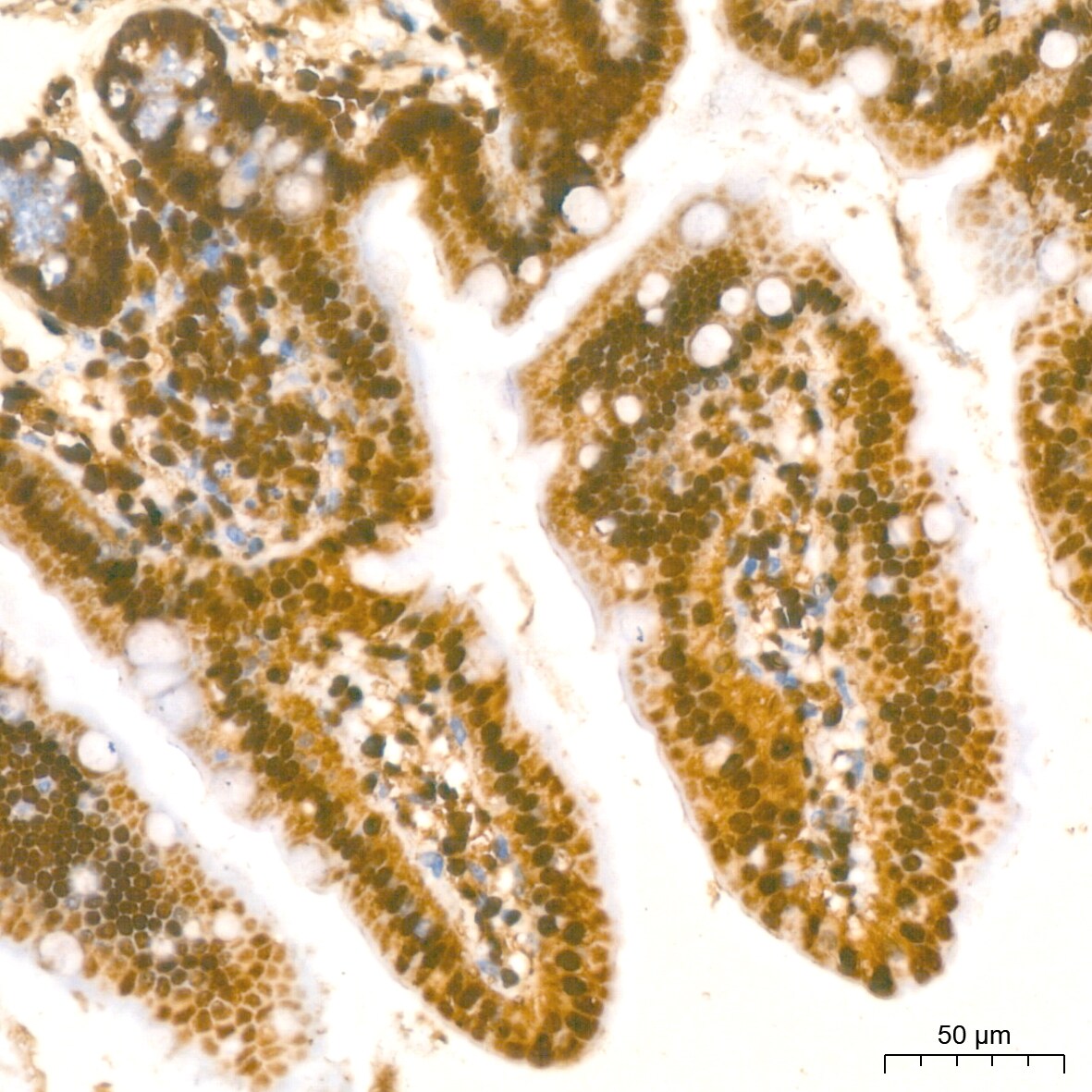 Histone H2AX Antibody (4Z3S8)