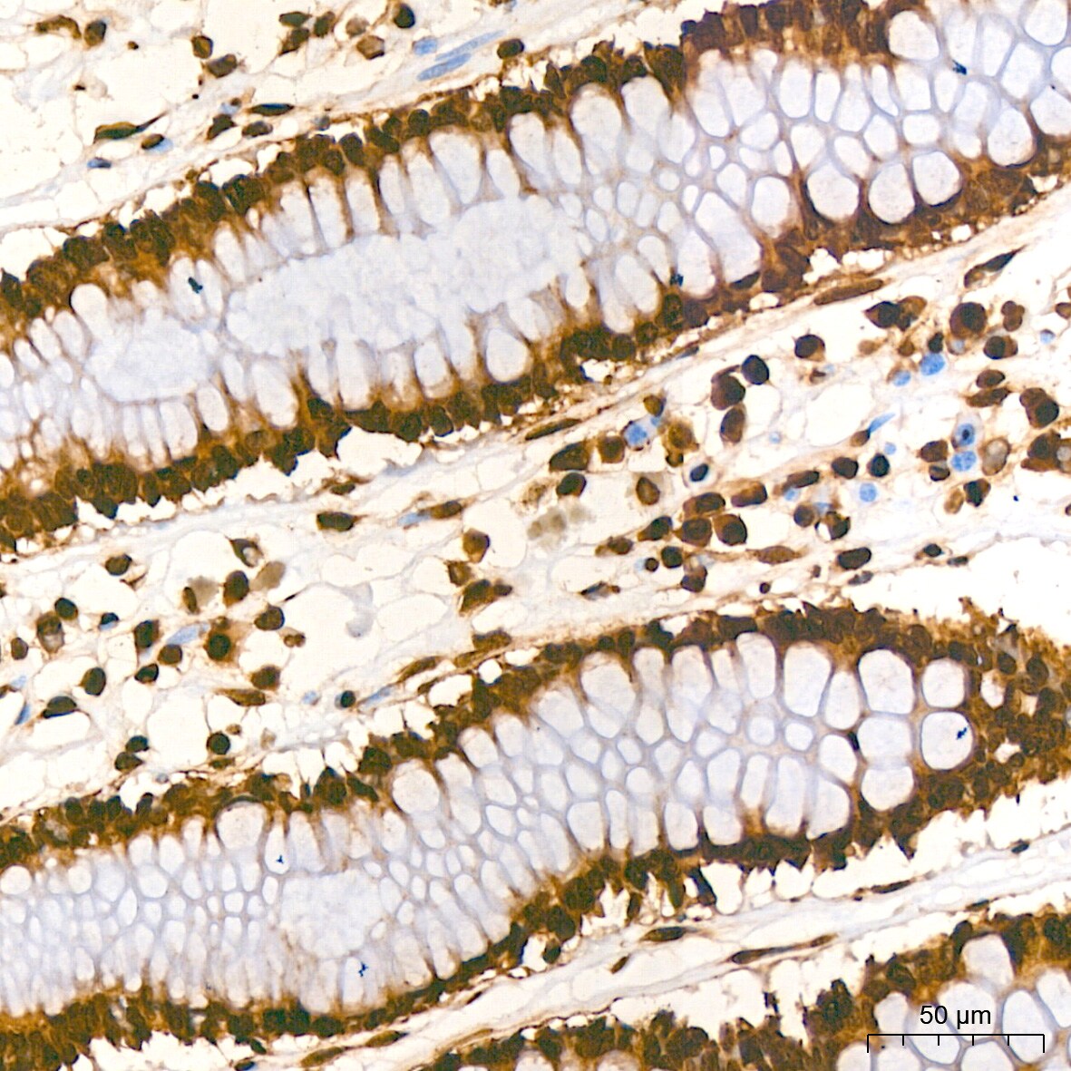 Histone H2AX Antibody (4Z3S8)