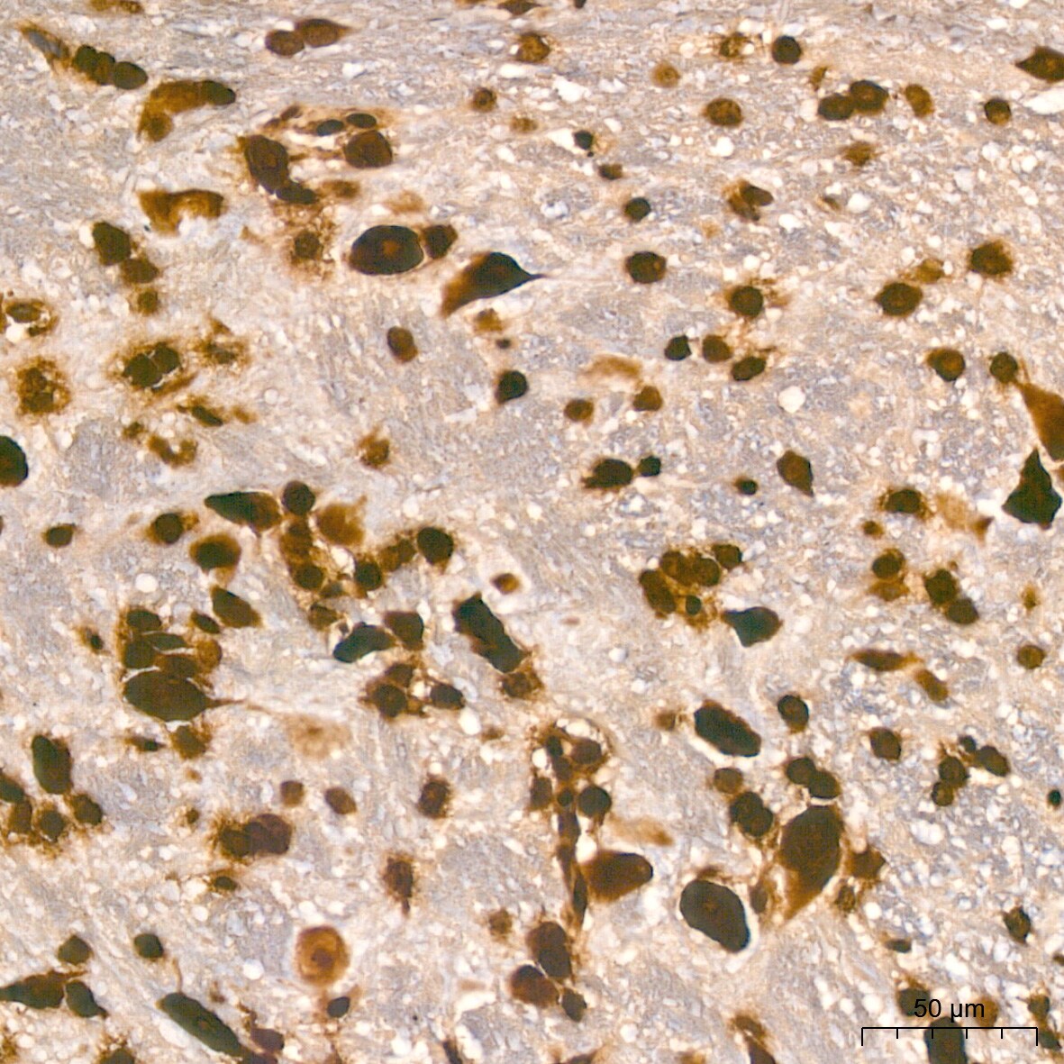 Histone H2AX Antibody (4Z3S8)