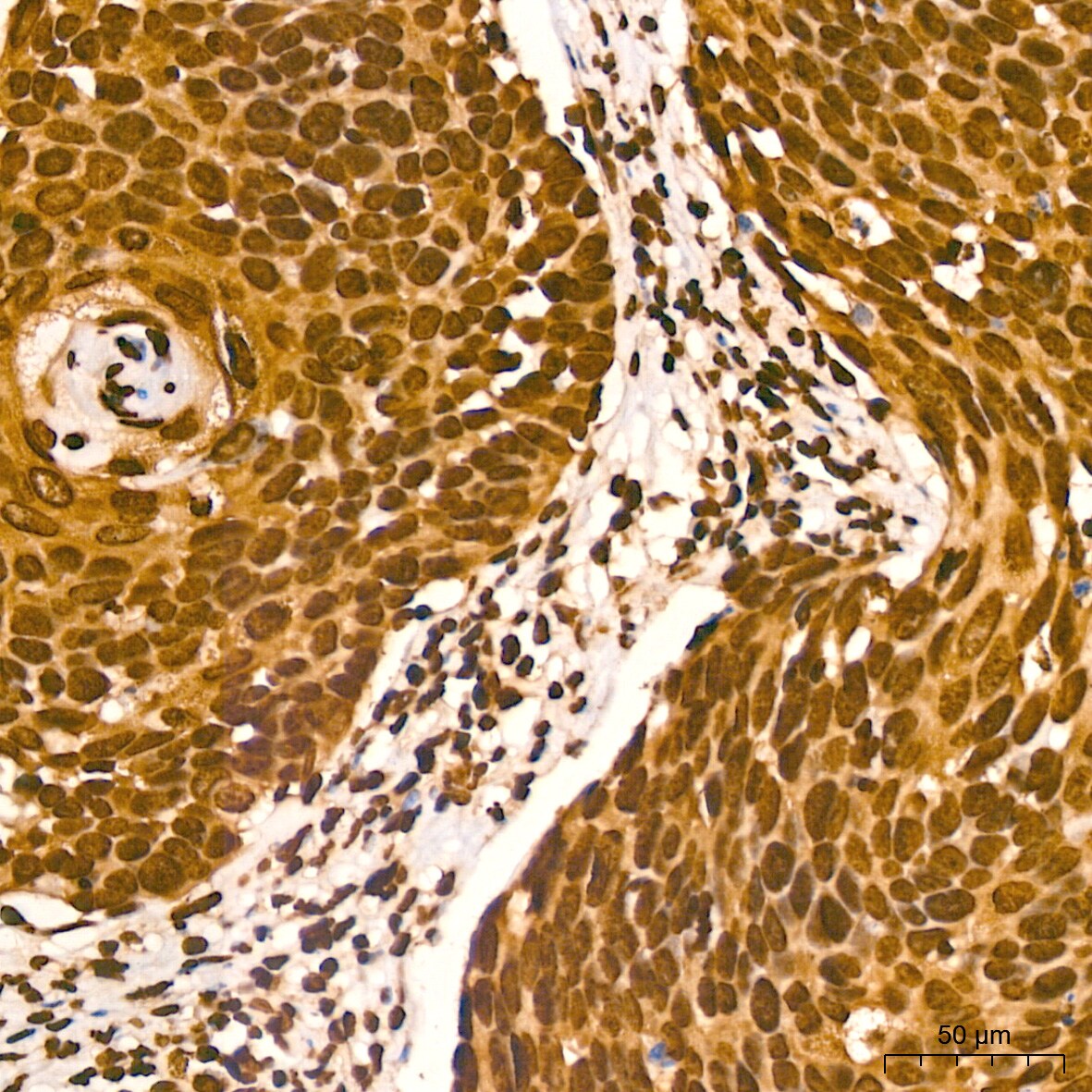 Histone H2AX Antibody (4Z3S8)