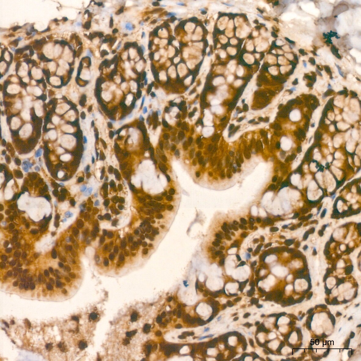Histone H2AX Antibody (4Z3S8)