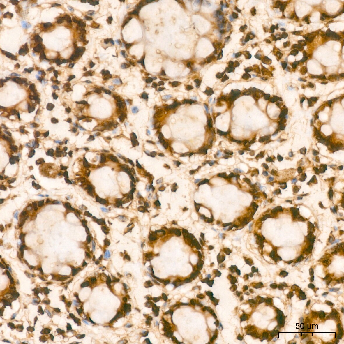 Histone H2AX Antibody (4Z3S8)