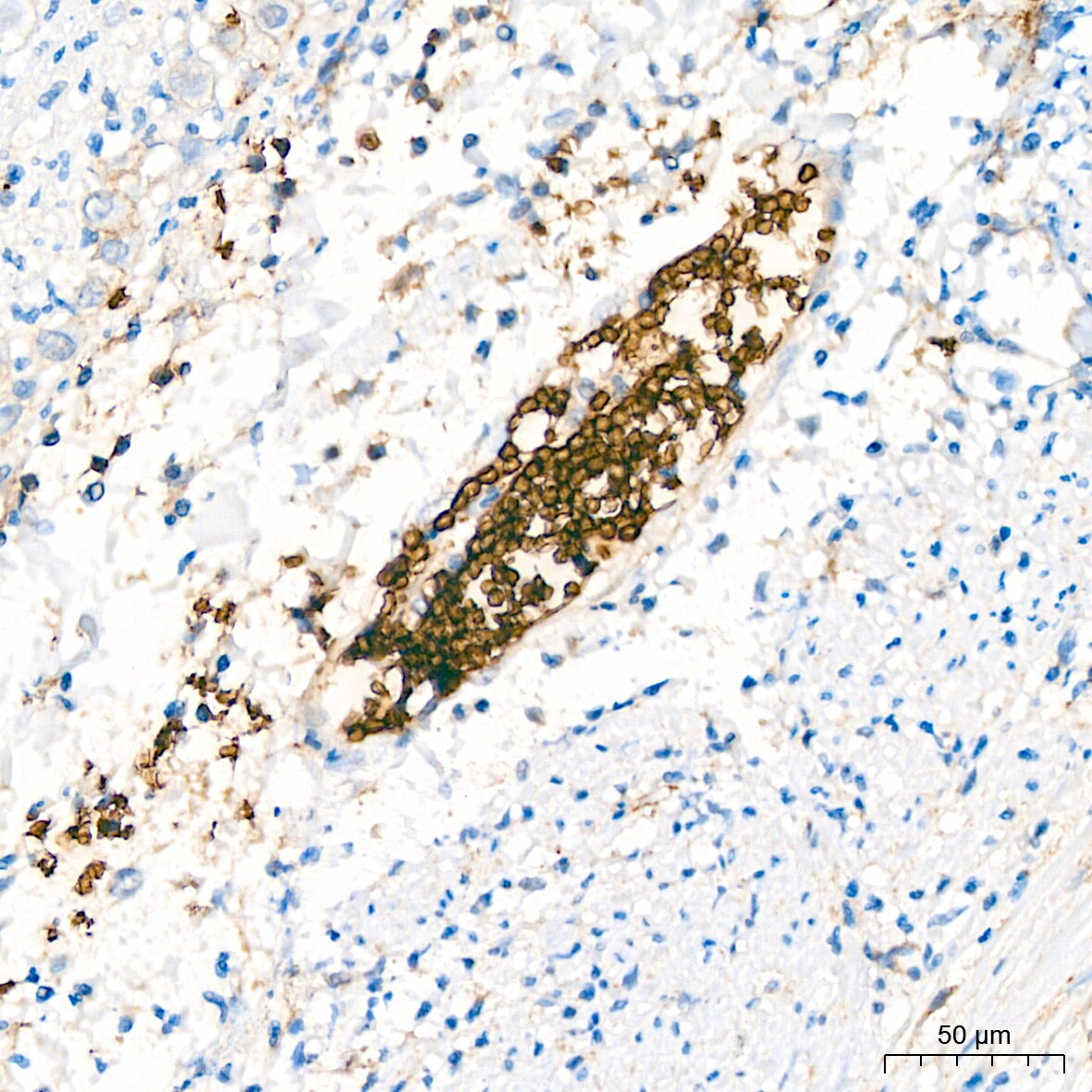 Glycophorin C Antibody (9K8U2)