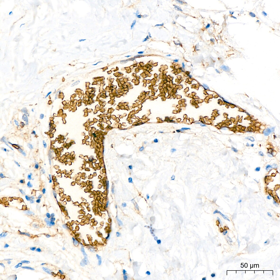 Glycophorin C Antibody (9K8U2)