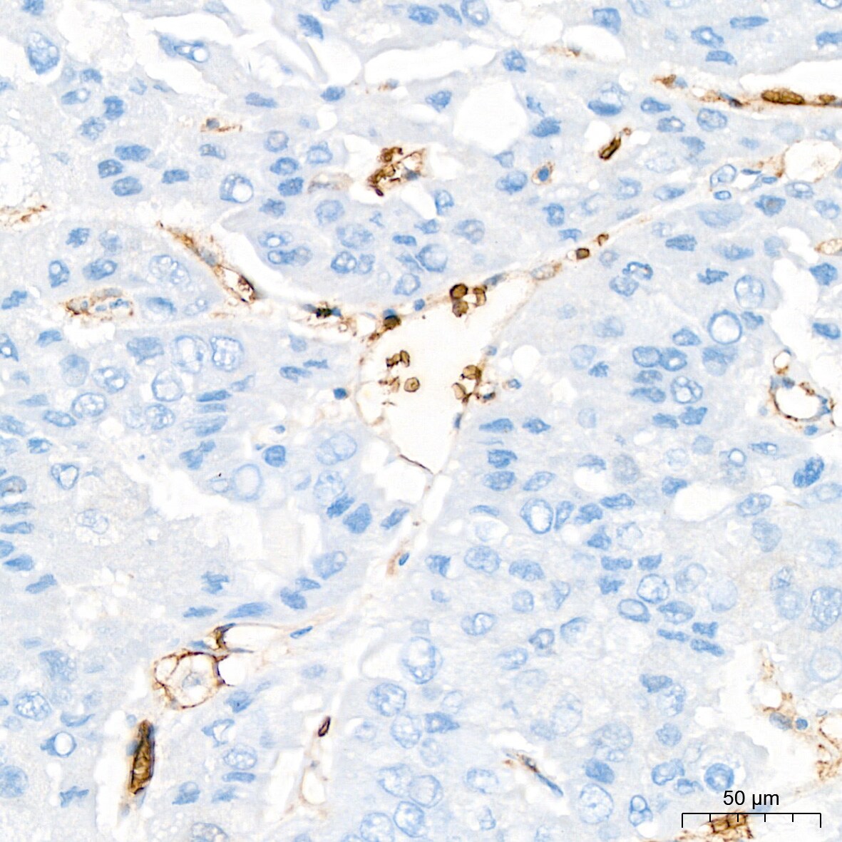 Glycophorin C Antibody (9K8U2)