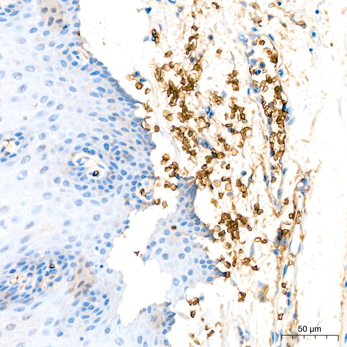 Glycophorin C Antibody (9K8U2)