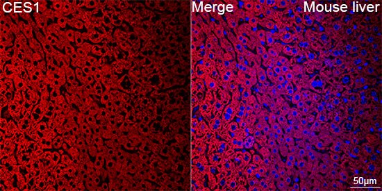 Carboxylesterase 1/CES1 Antibody (7C9R6)