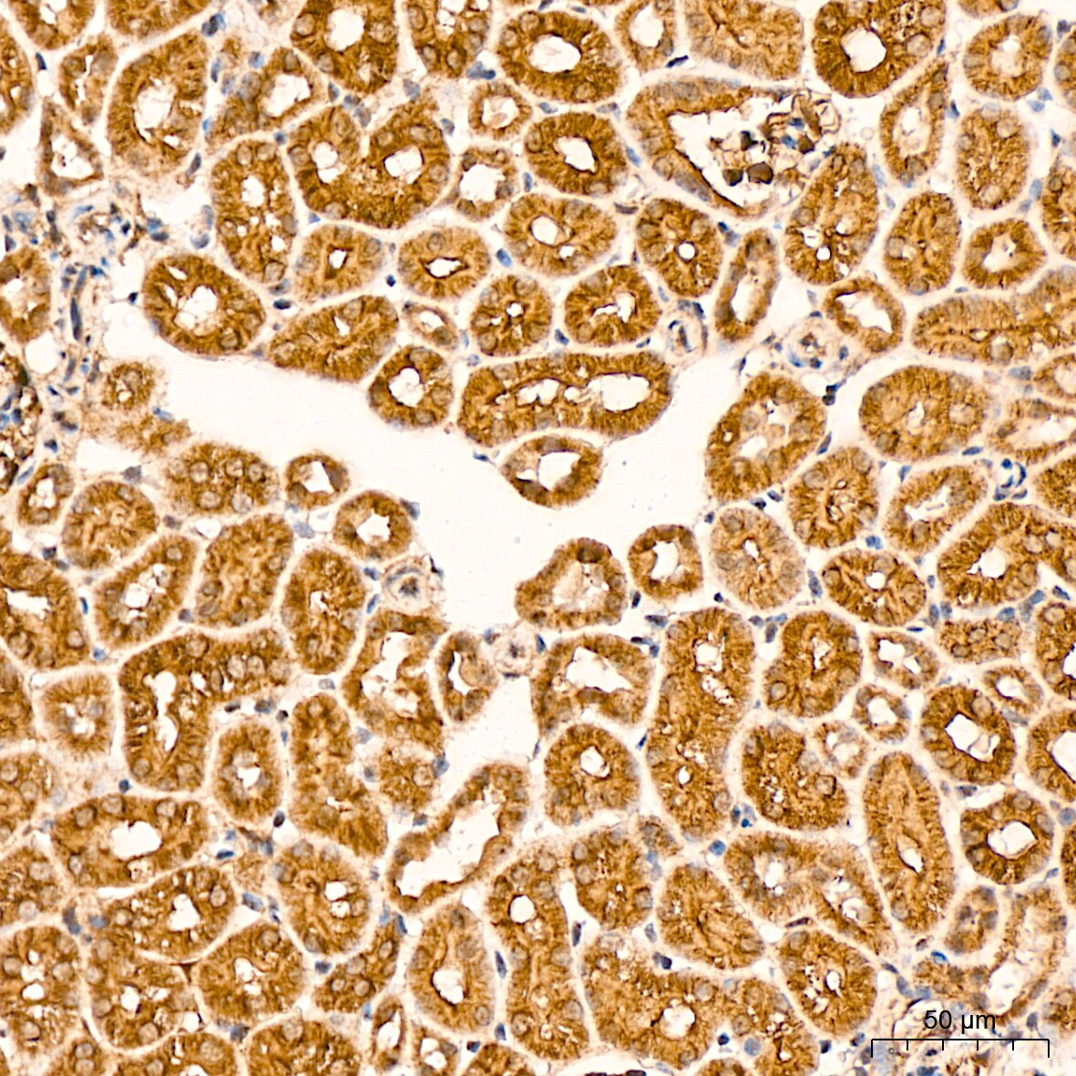 LOX Antibody (9K10Z3)