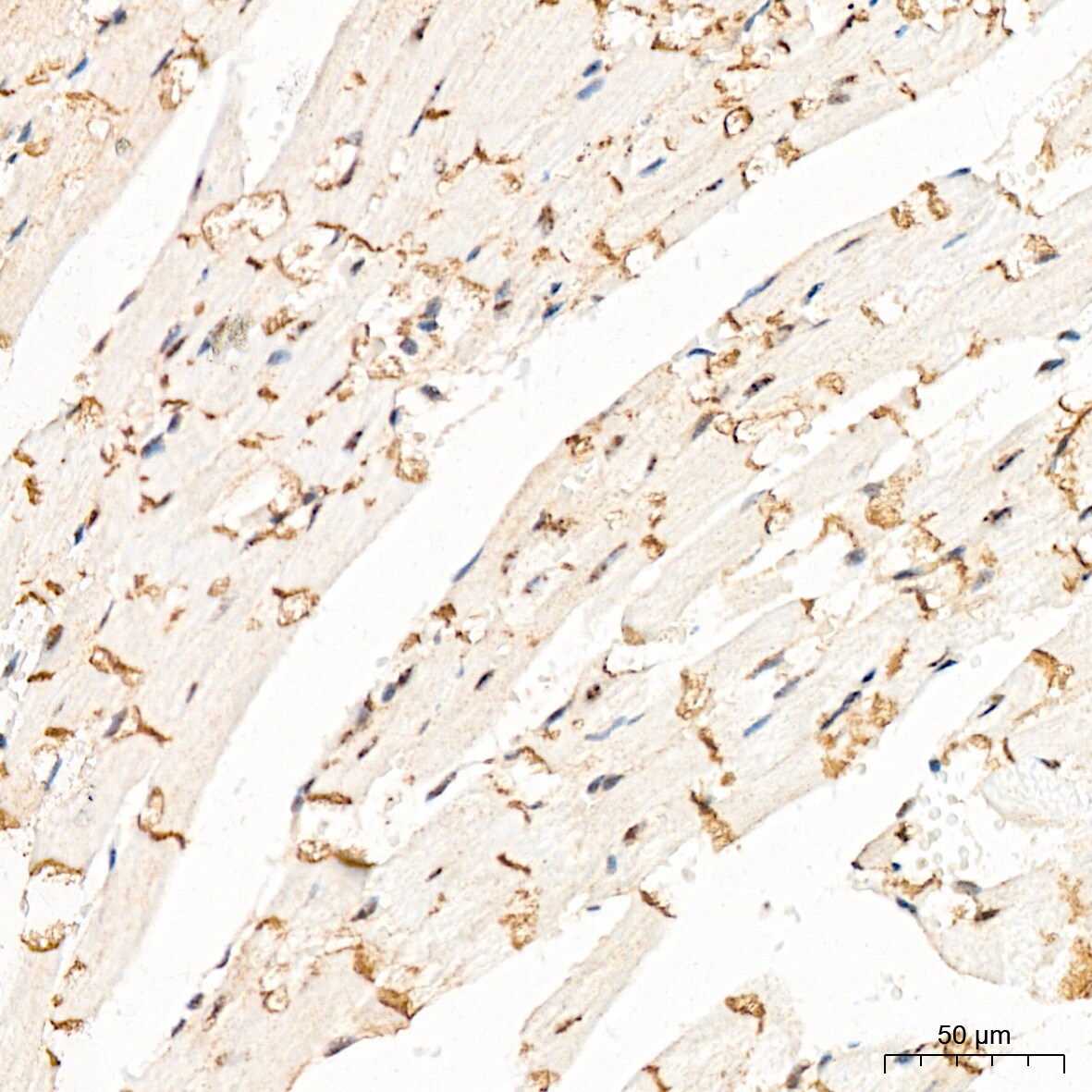 LOX Antibody (9K10Z3)