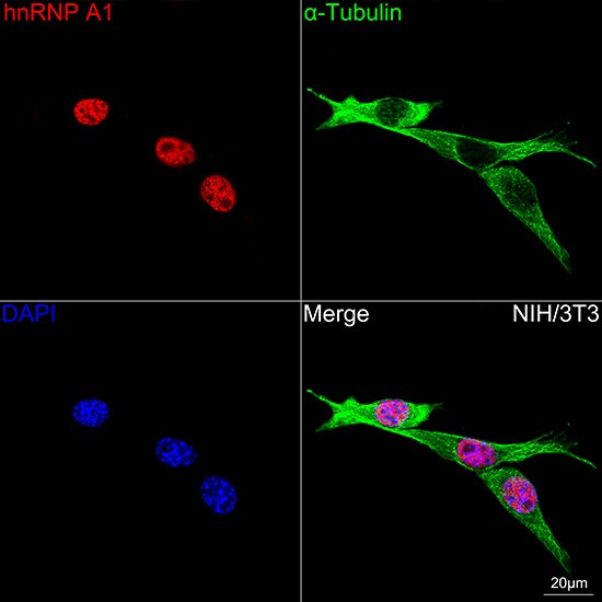 hnRNP A1 Antibody (10N0F4)