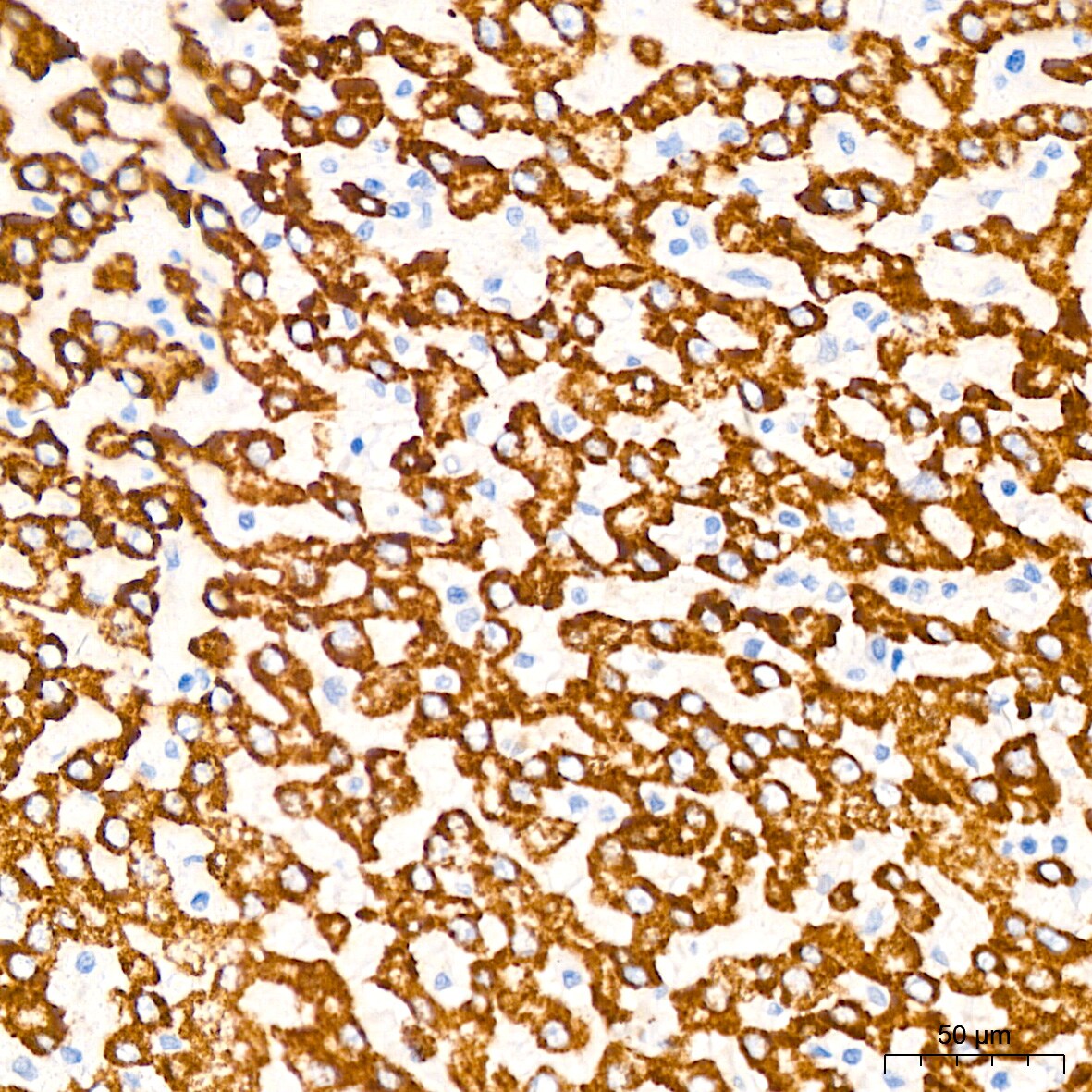 Monoamine Oxidase B Antibody (5M8A5)