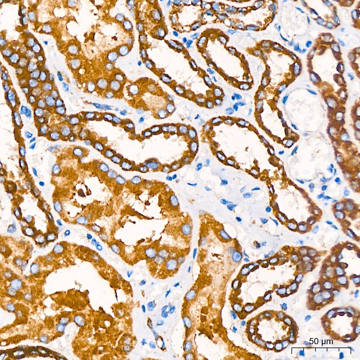 COX4 Antibody (3P8J2)