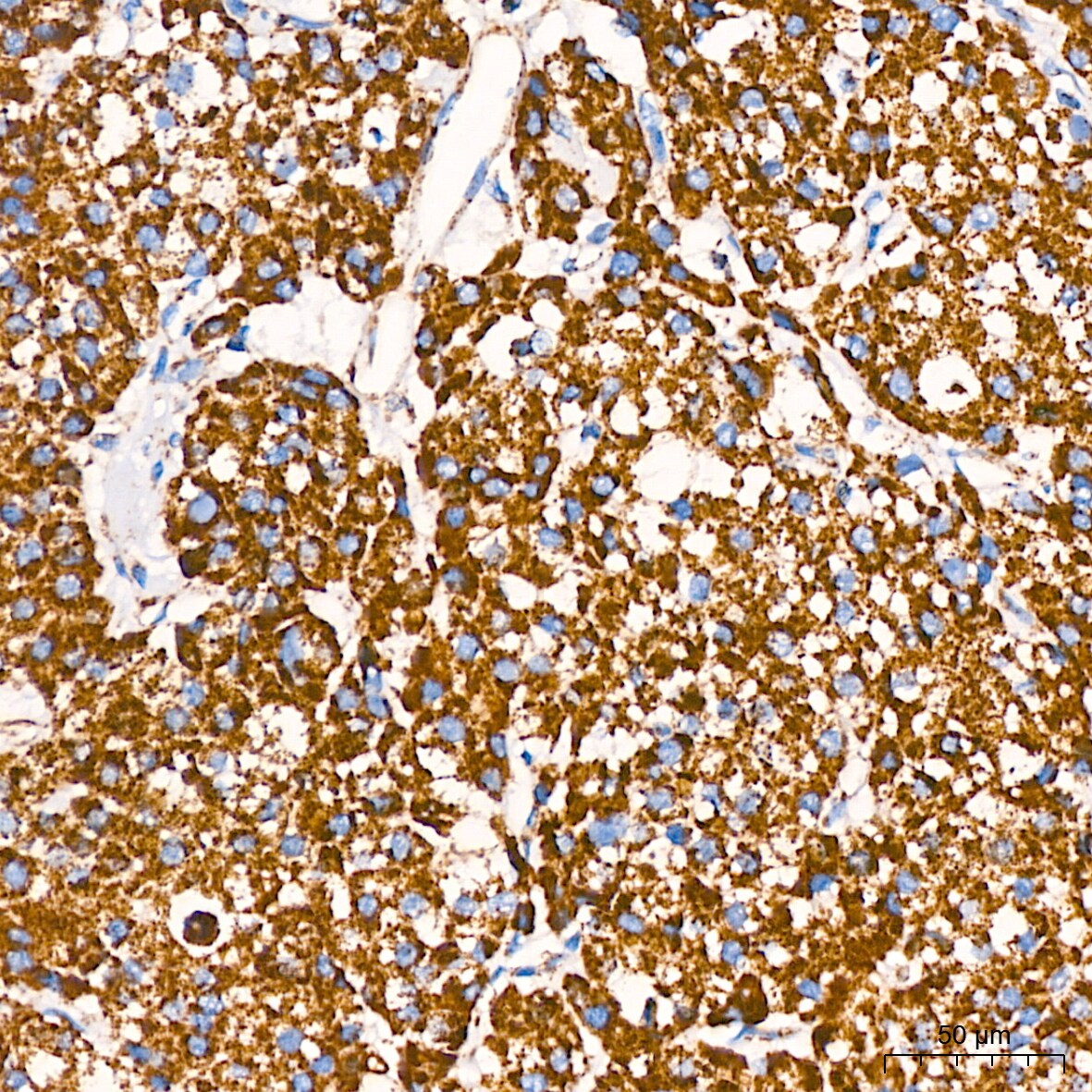 COX4 Antibody (3P8J2)