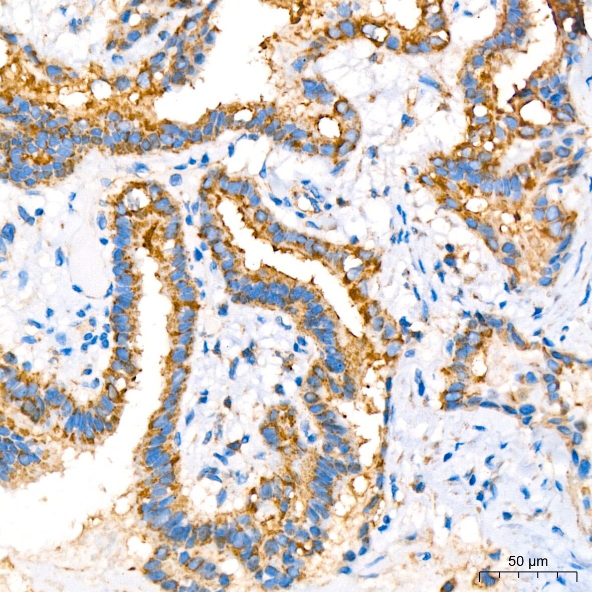 COX4 Antibody (3P8J2)