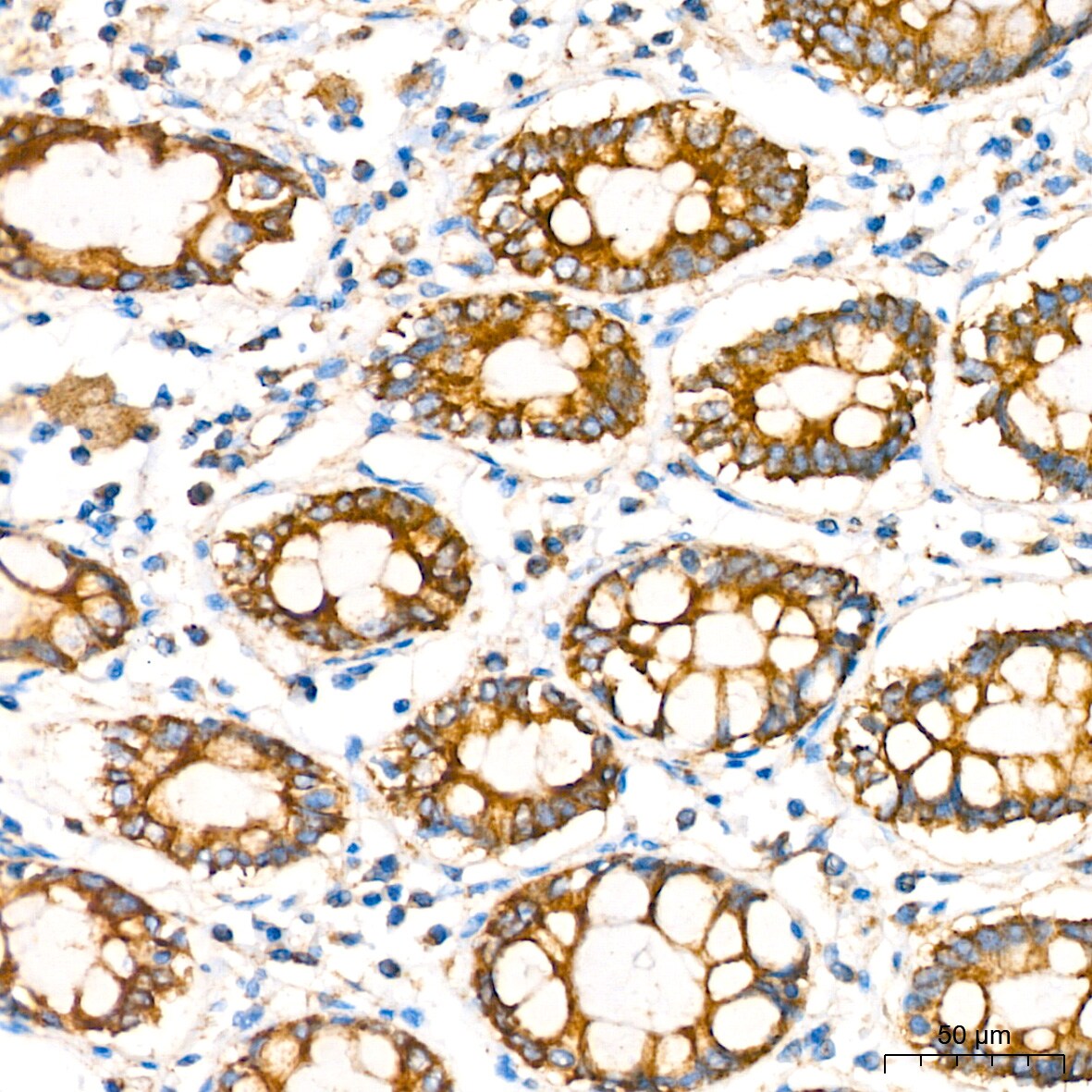 COX4 Antibody (3P8J2)