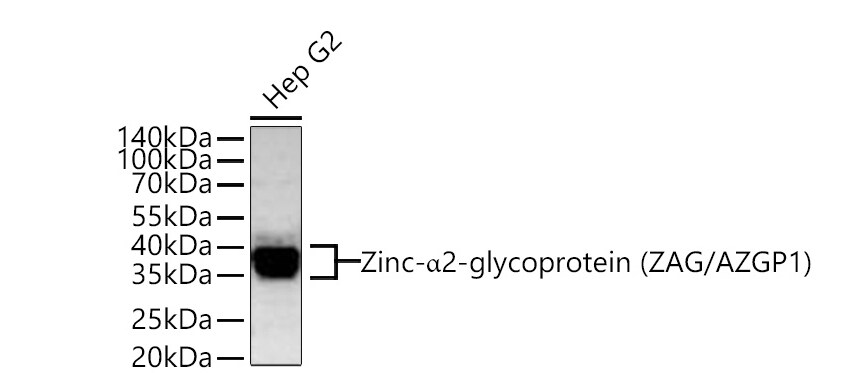 ZAG Antibody (7I8N3)