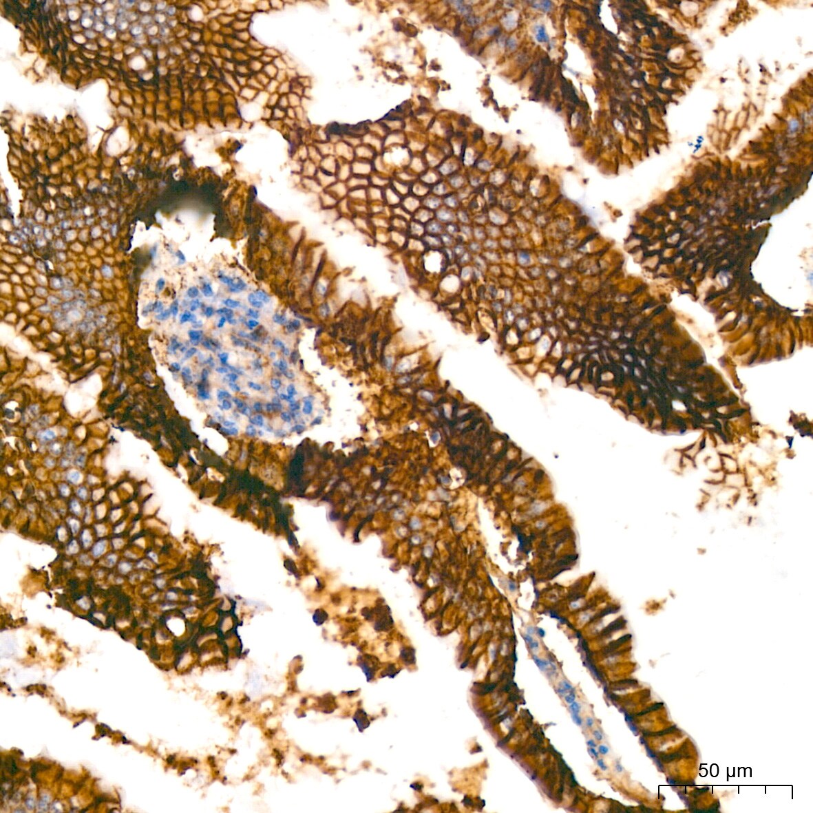 Sodium Potassium ATPase Alpha 1 Antibody (3L6F0)