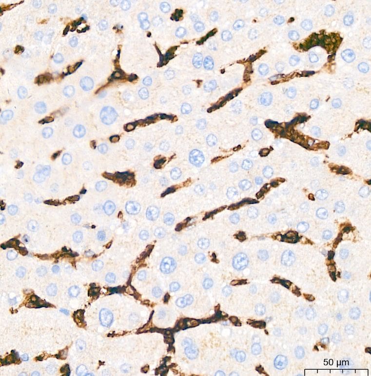 Glut1 Antibody (10O1I5)