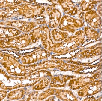 beta Tubulin Antibody (4E9G8)