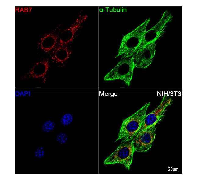 Rab7a Antibody (5A10A4)