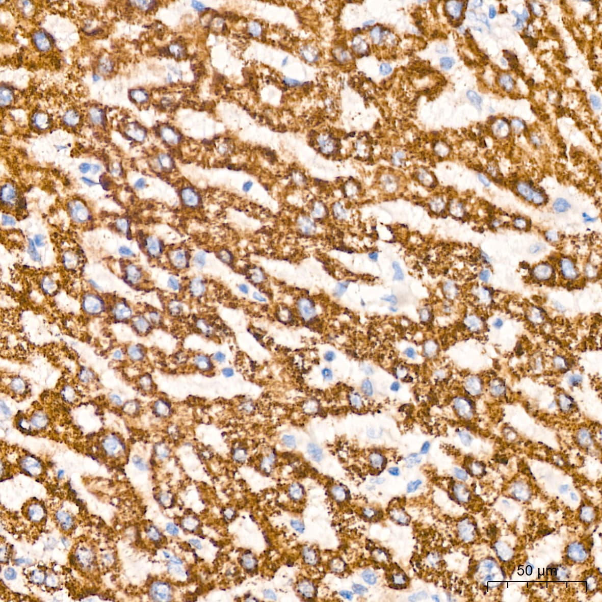 TIMM50 Antibody (0W6J4)