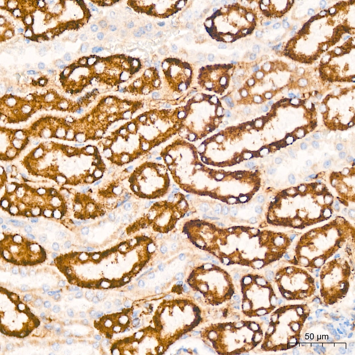 TIMM50 Antibody (0W6J4)
