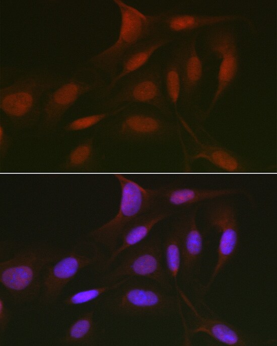p130 Antibody - Azide and BSA Free
