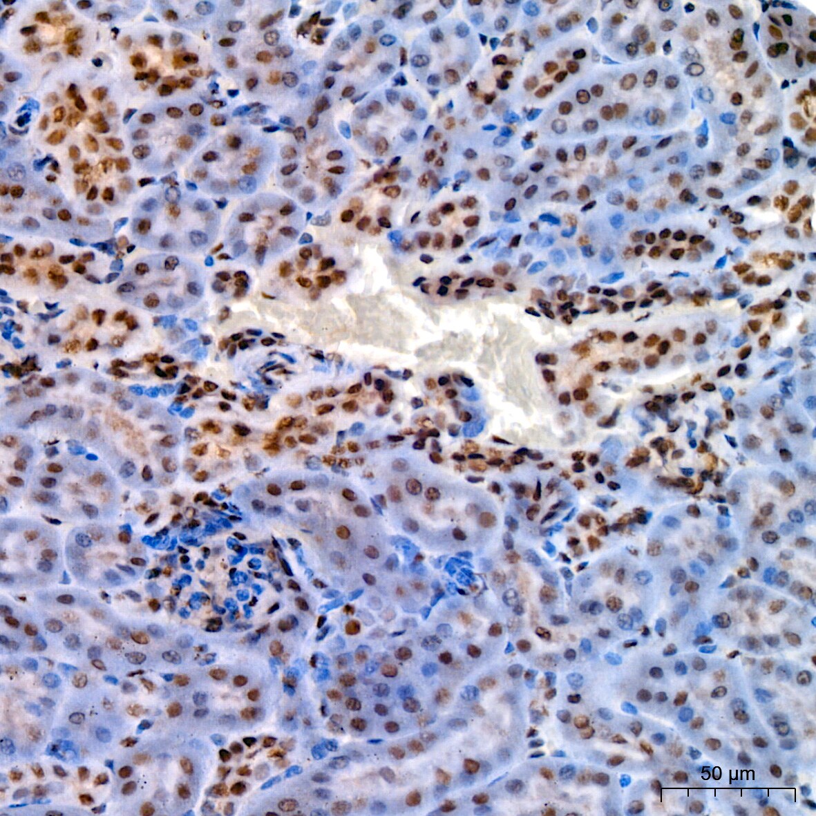 KLF4 Antibody (7B7U1)